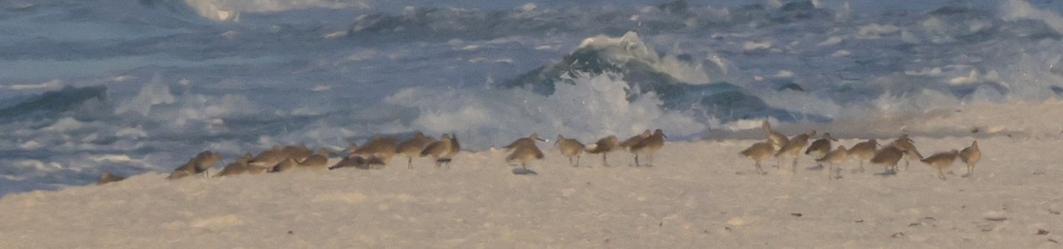 Playero Aliblanco (inornata) - ML646022503