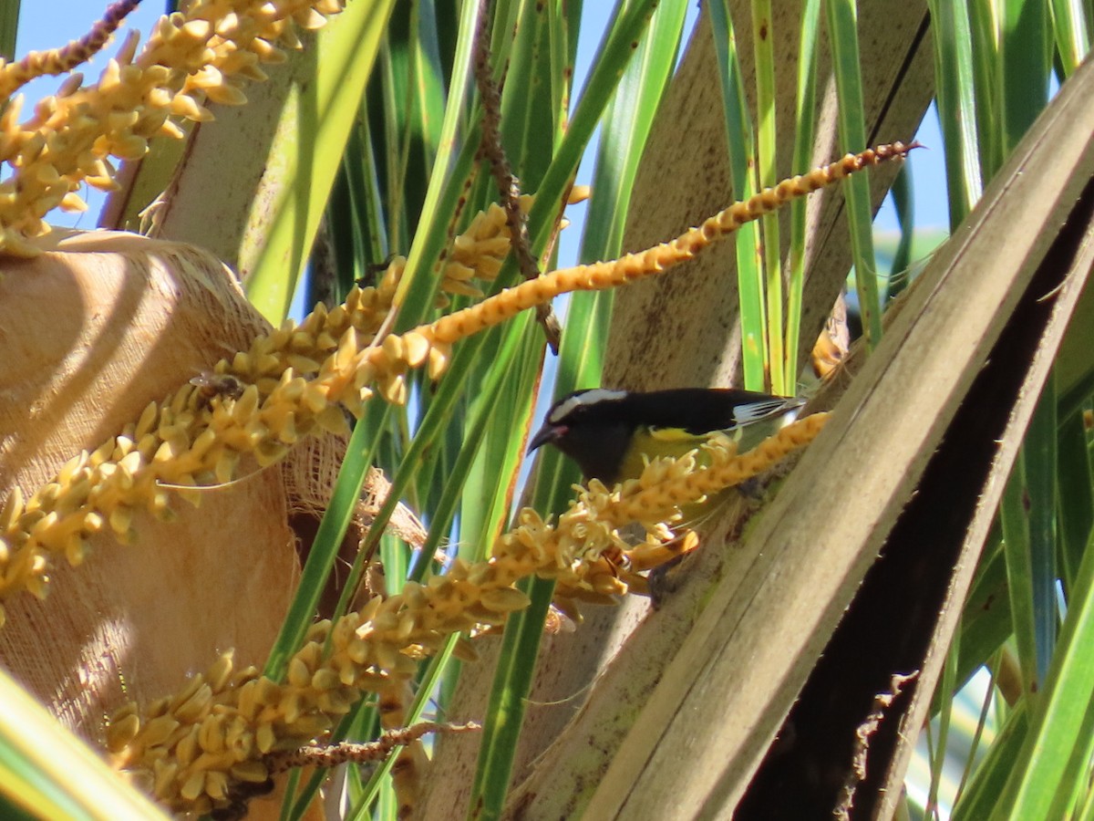 Platanero - ML646022504