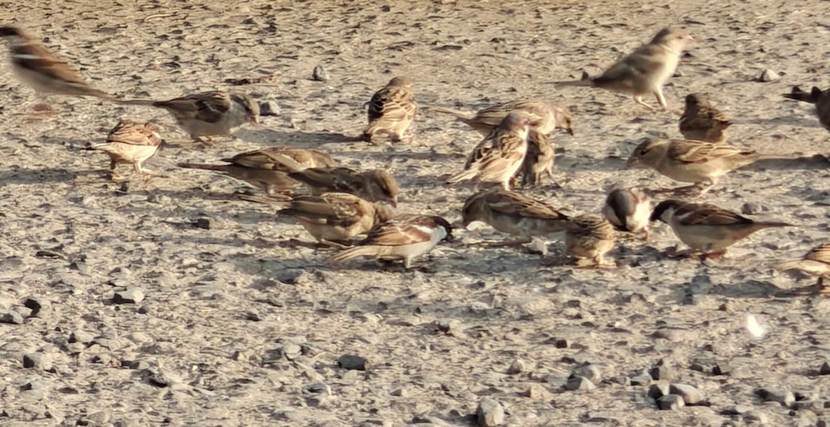 Gorrión Común - ML646022505