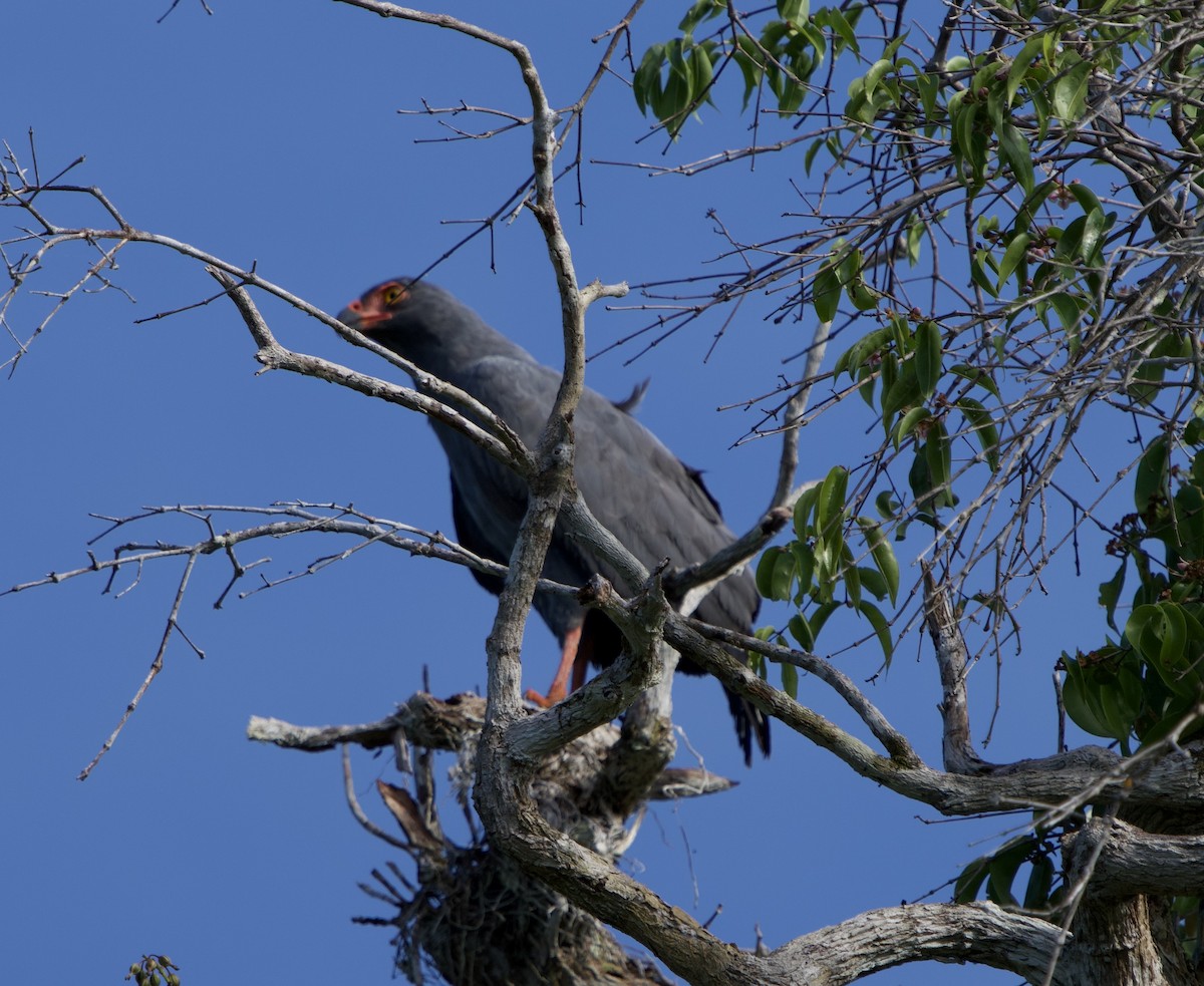 Busardo Pizarroso - ML646022506