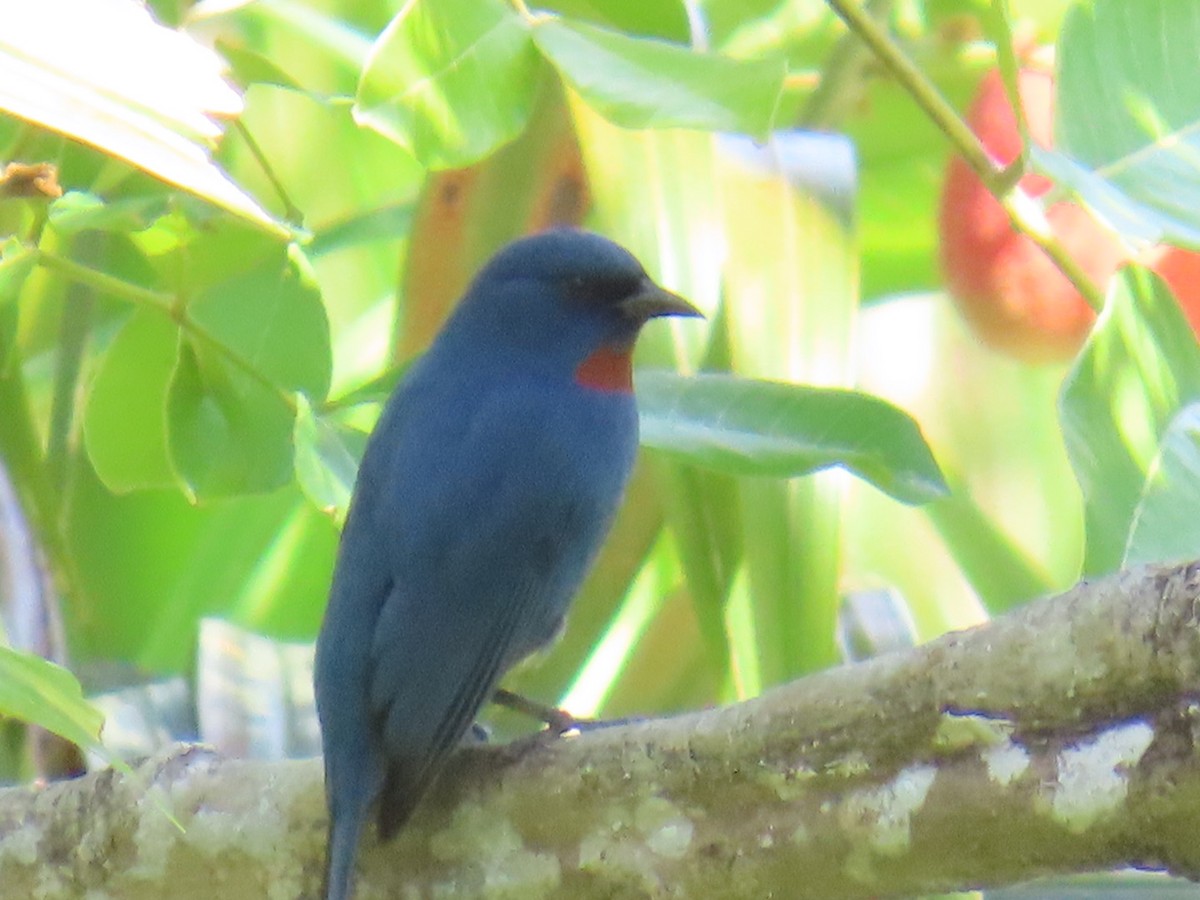 Semillero Azulillo - ML646022507