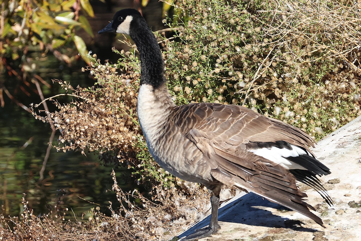 Barnacla Canadiense Grande - ML646022508