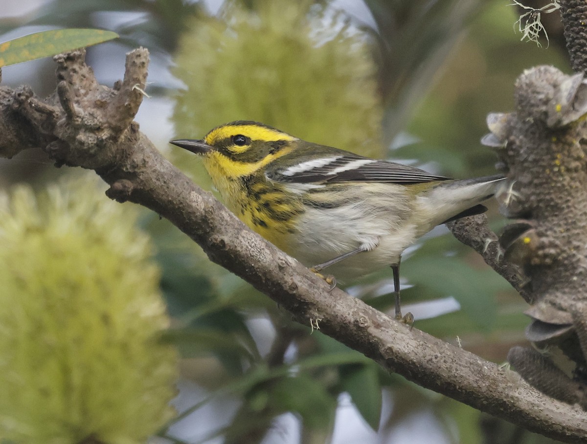 Reinita de Townsend - ML646022509