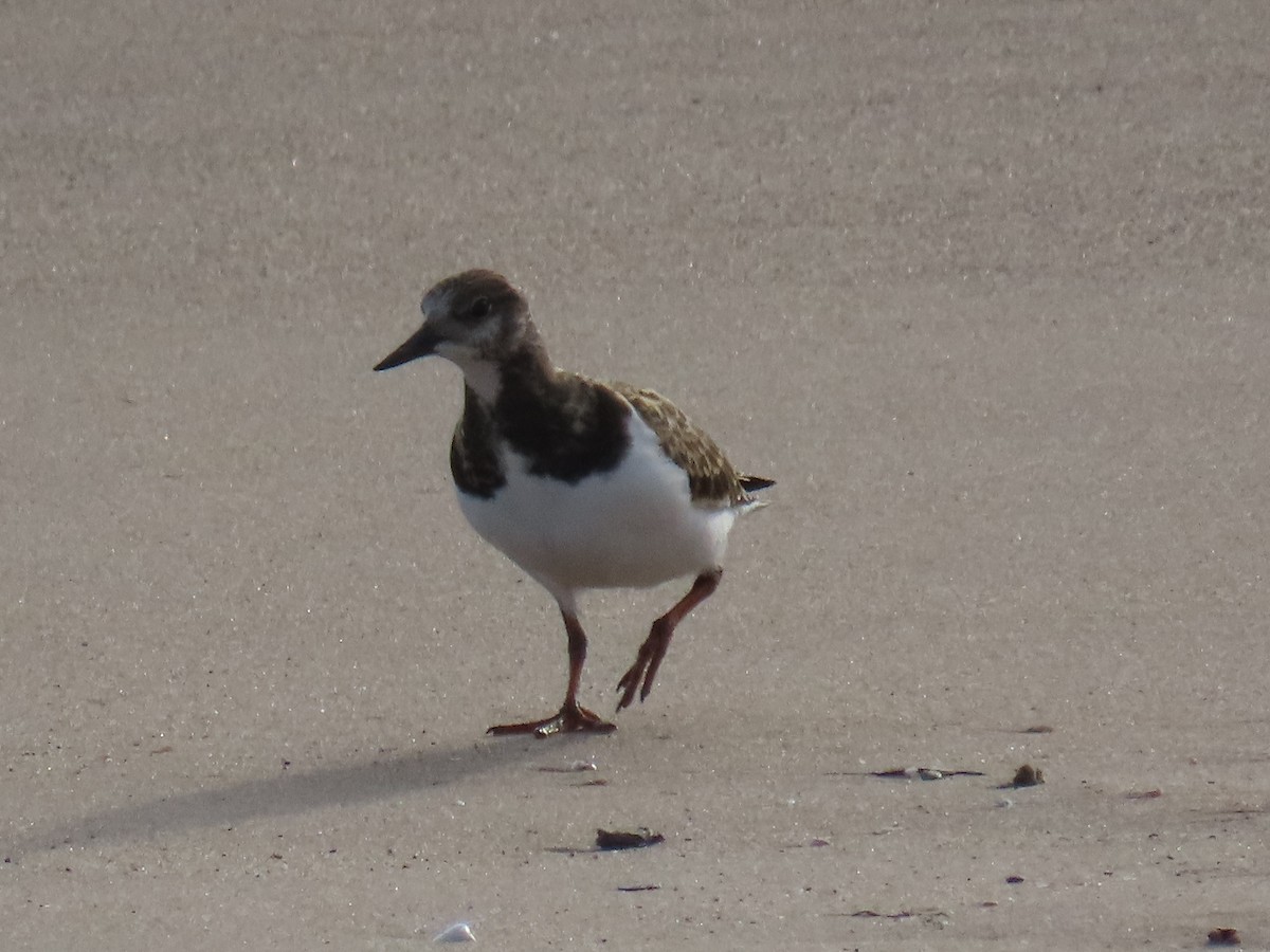 Vuelvepiedras Común - ML646022511