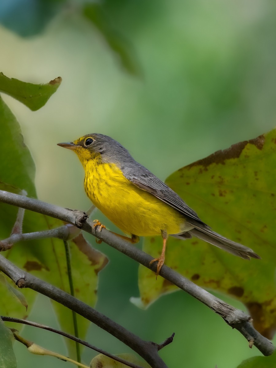 Canada Warbler - ML646022514