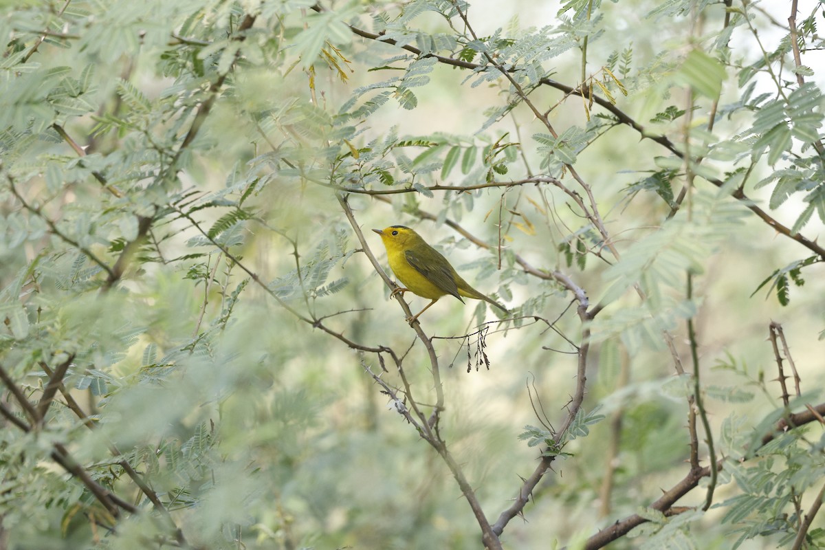 Wilson's Warbler - ML646022516