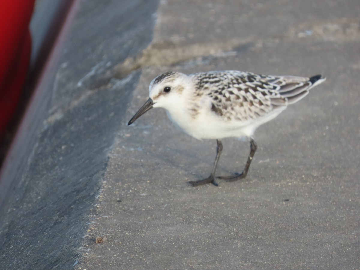 Txirri zuria - ML646022522