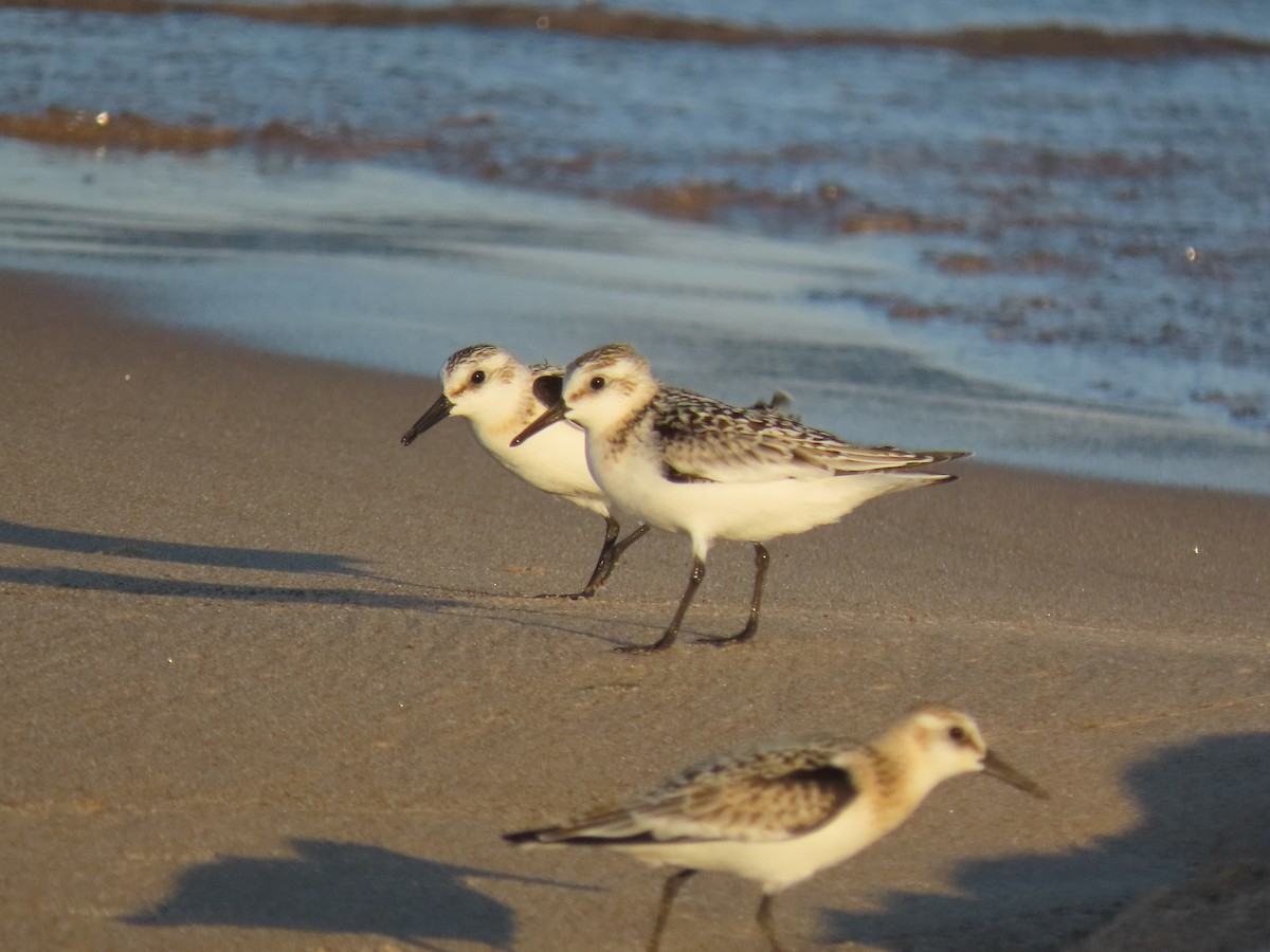 Txirri zuria - ML646022523