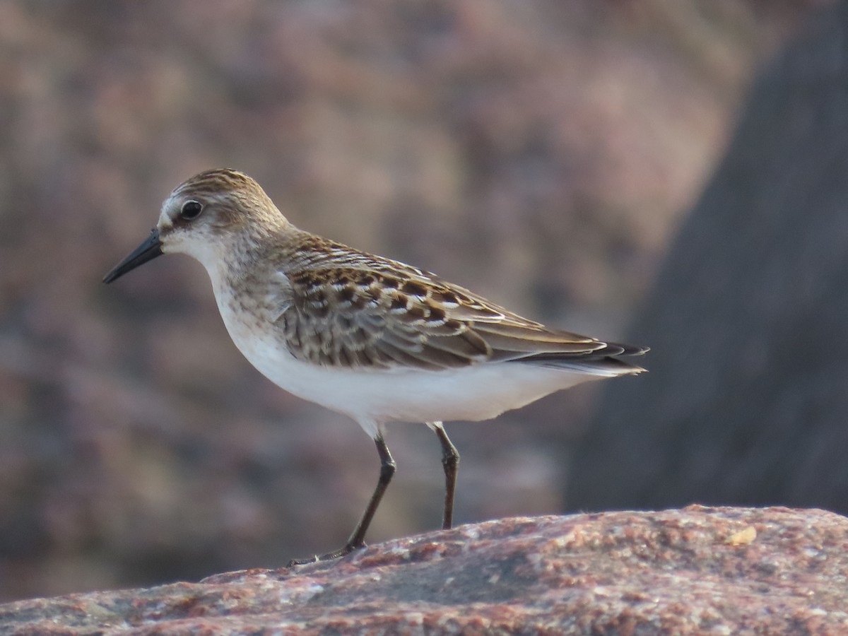 jespák srostloprstý - ML646022535