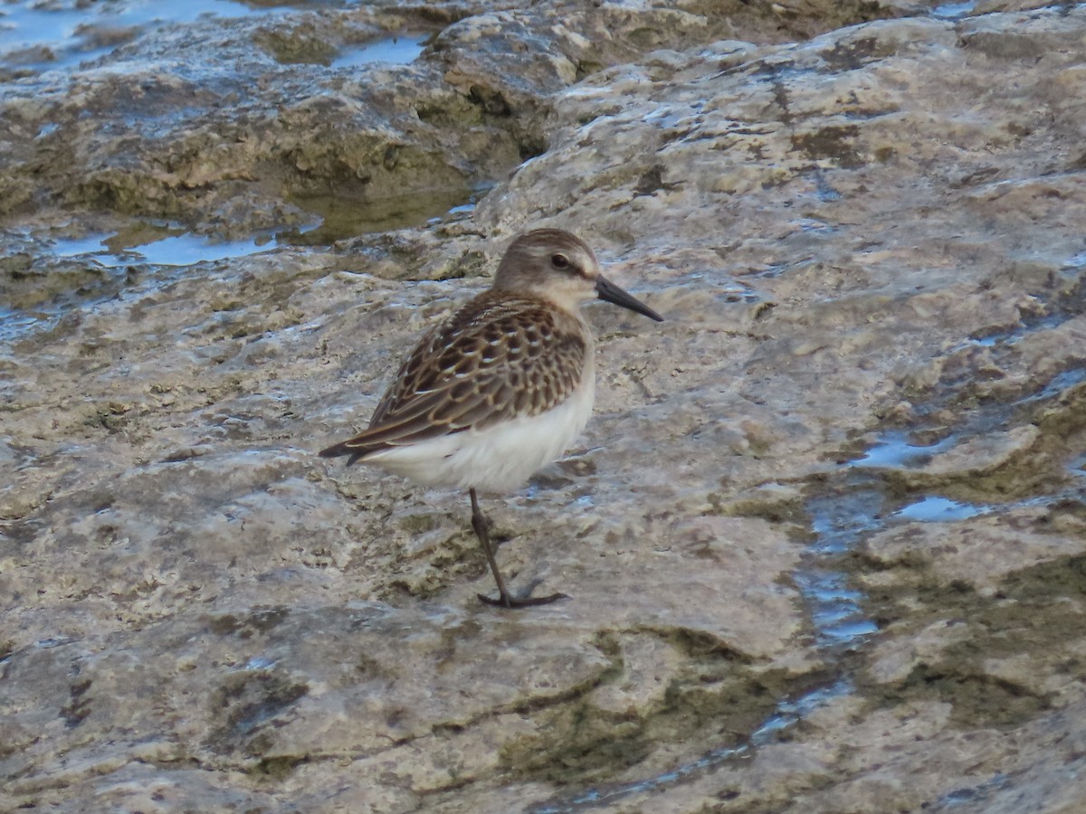 jespák srostloprstý - ML646022536