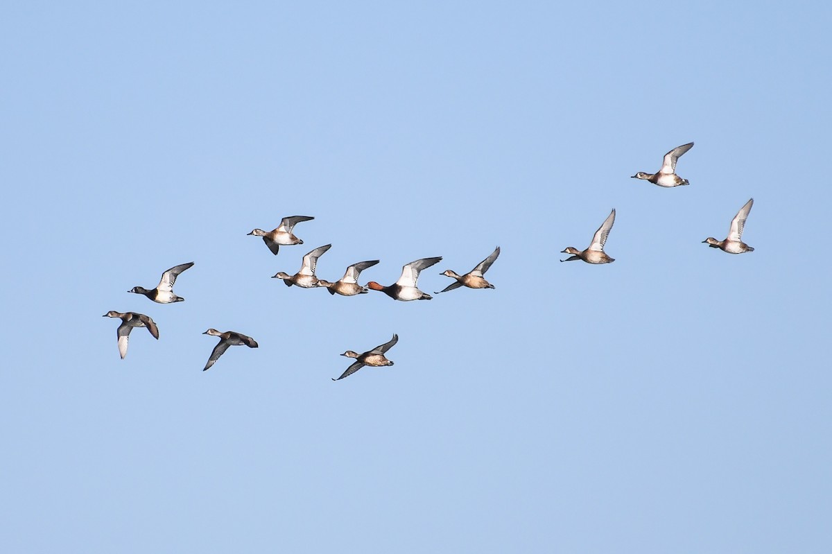 Redhead - ML646022538