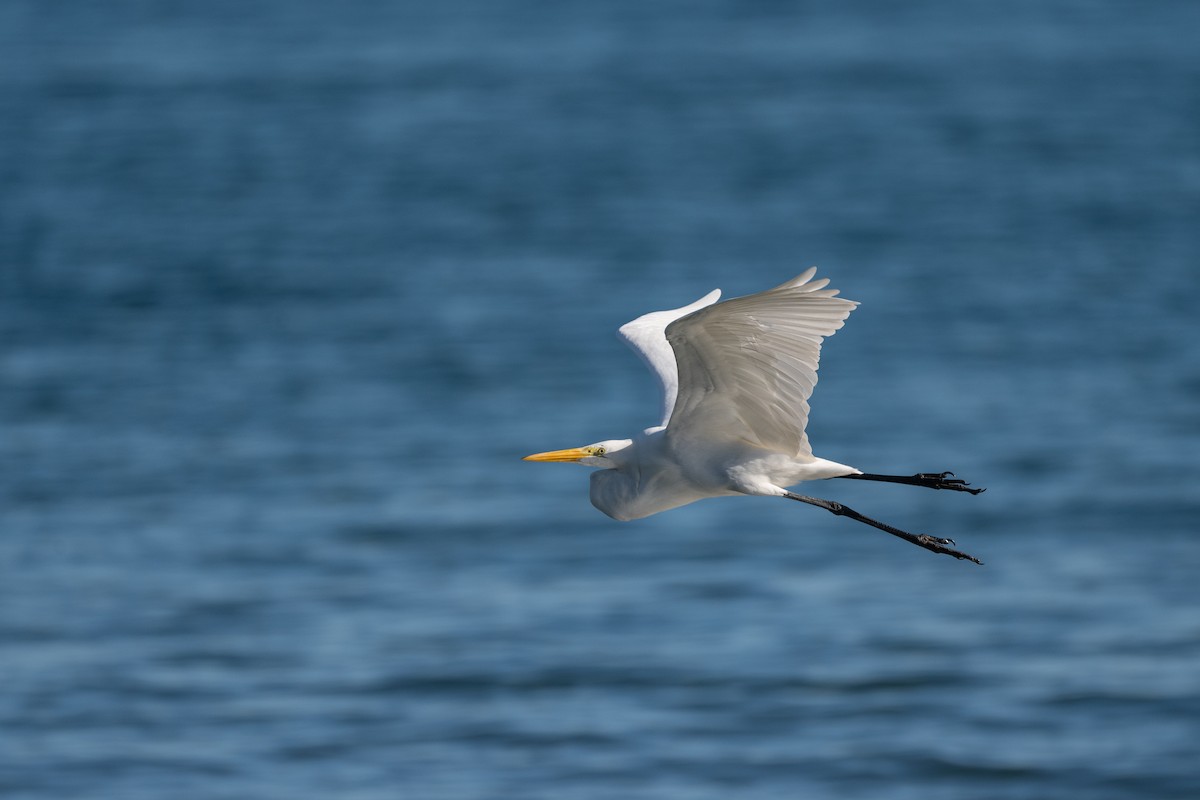 Garceta Grande - ML646022539