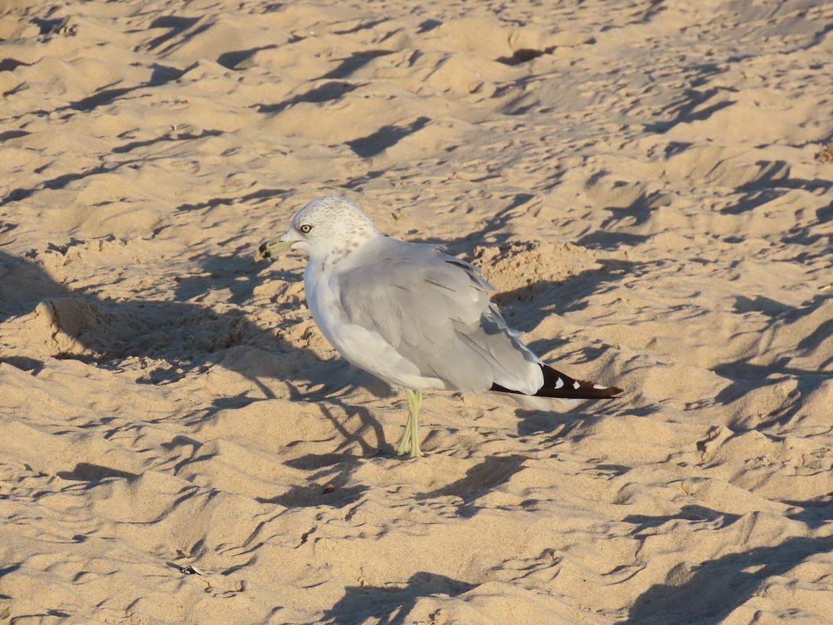 Ring-billed Gull - ML646022546