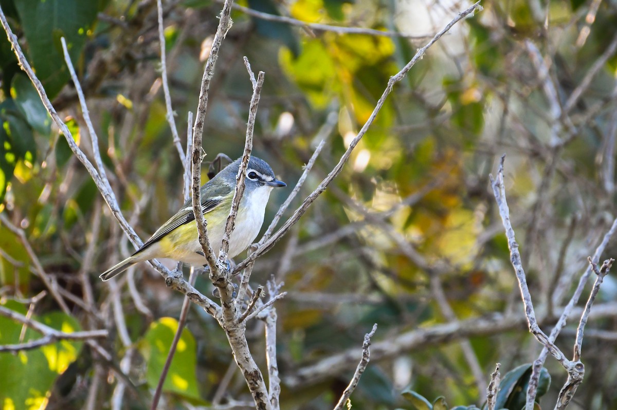 Blue-headed Vireo - ML646022547