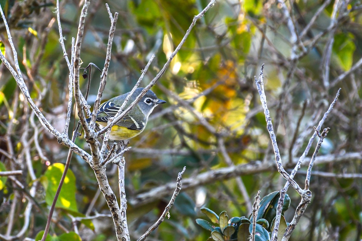 Blue-headed Vireo - ML646022548