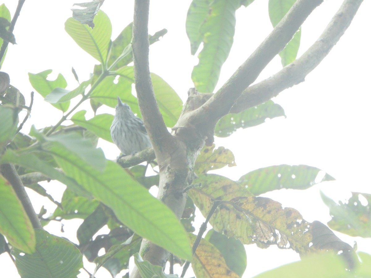 Pacific Antwren - ML646022551