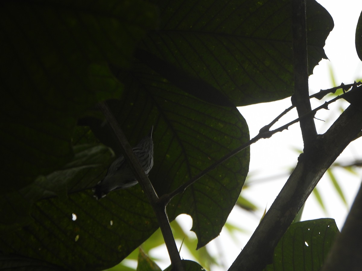 Pacific Antwren - ML646022552