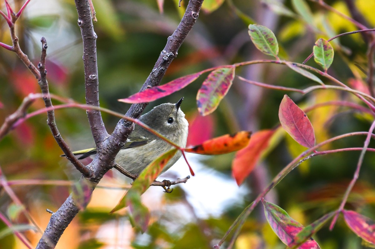 Ruby-crowned Kinglet - ML646022553