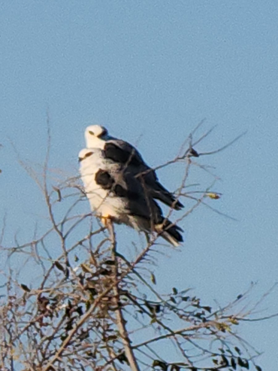 White-tailed Kite - ML646022557
