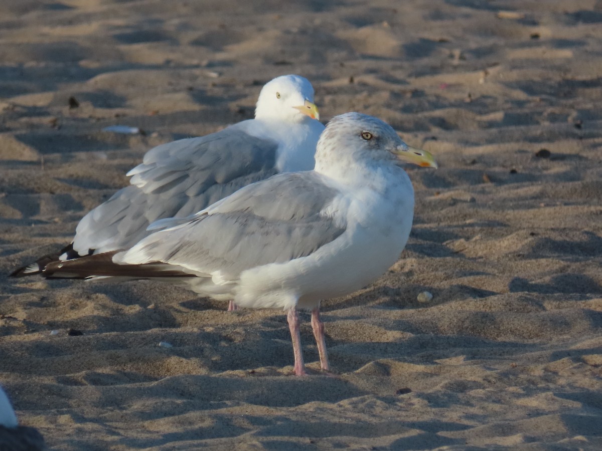 American Herring Gull - ML646022558