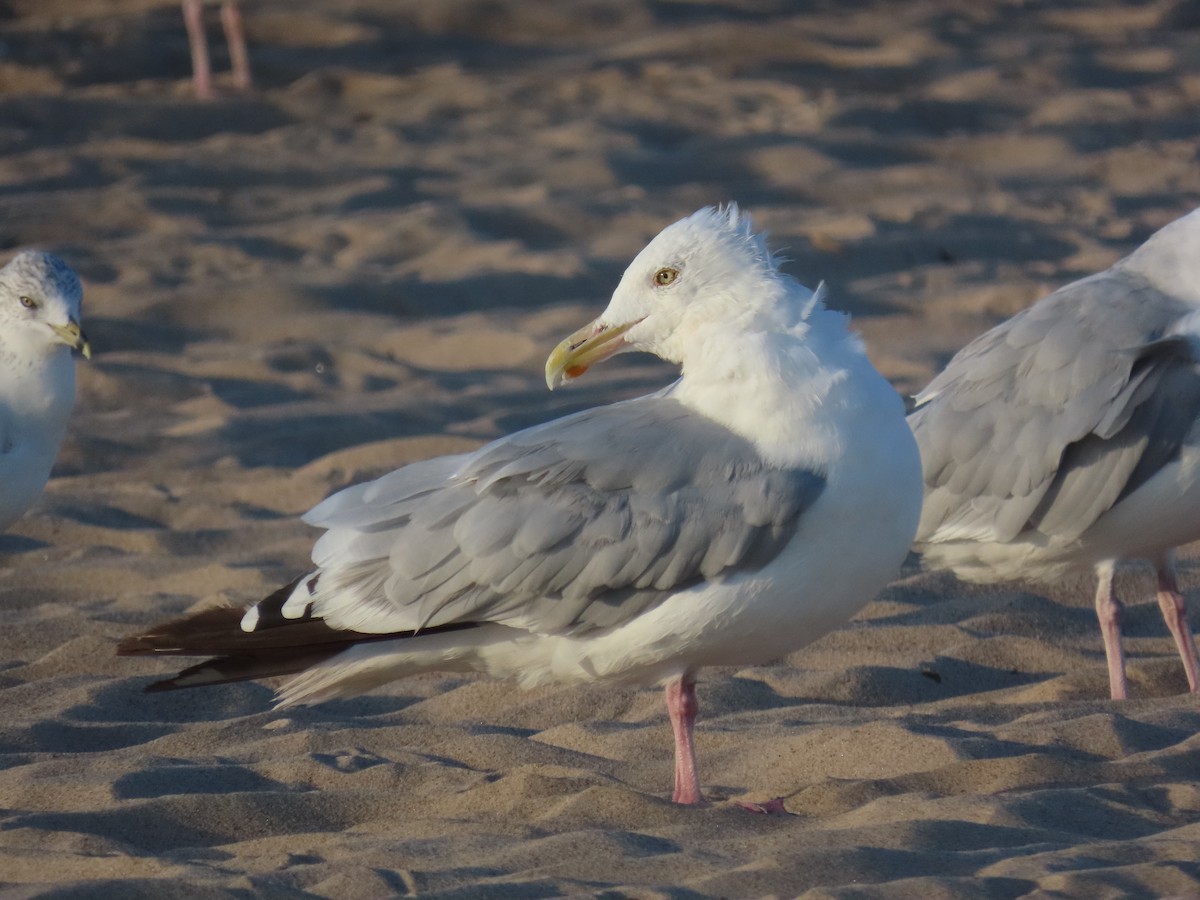 American Herring Gull - ML646022559