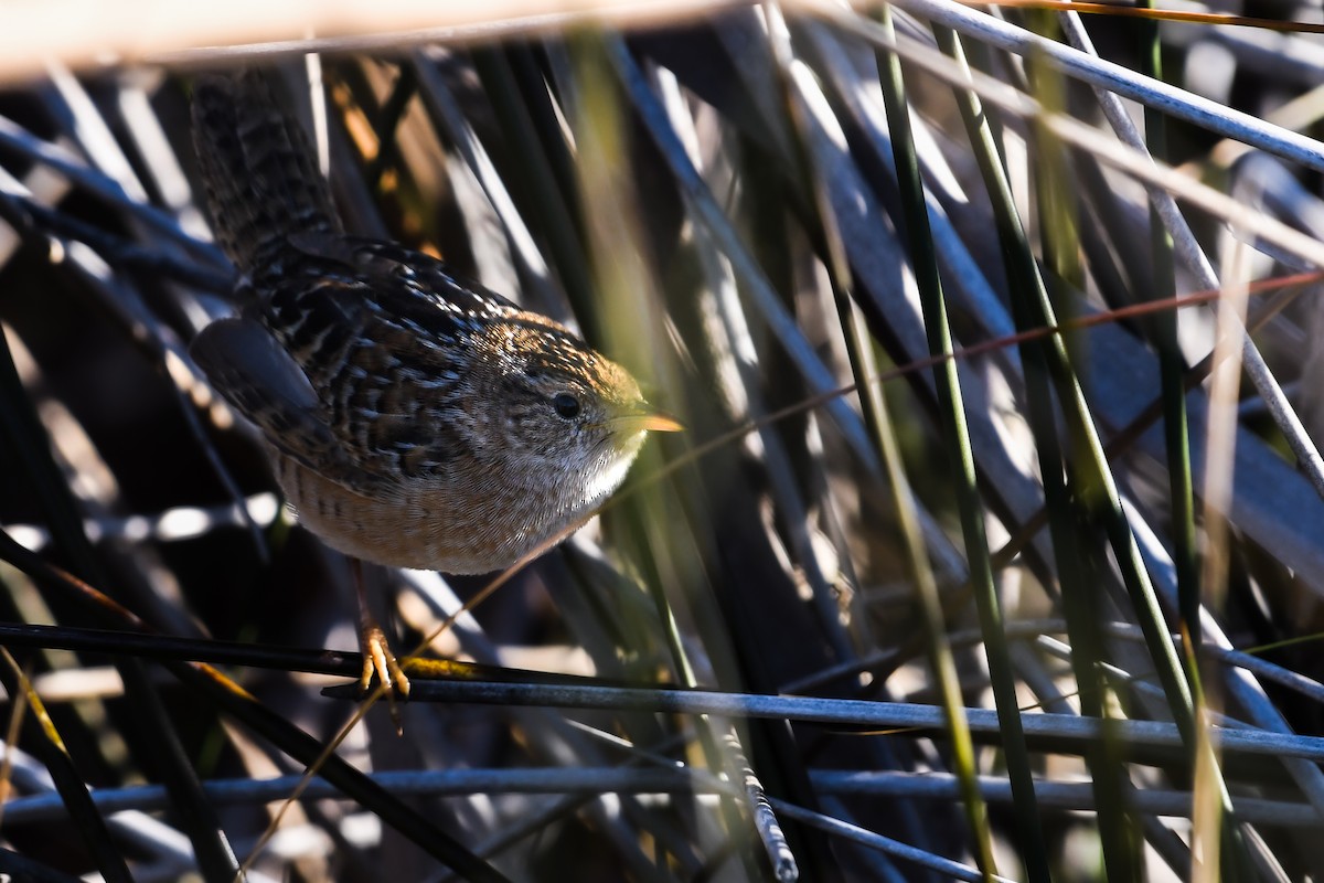Sedge Wren - ML646022561