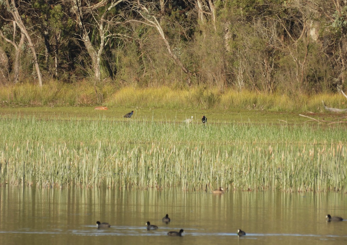 Volpe rossa - ML646022563