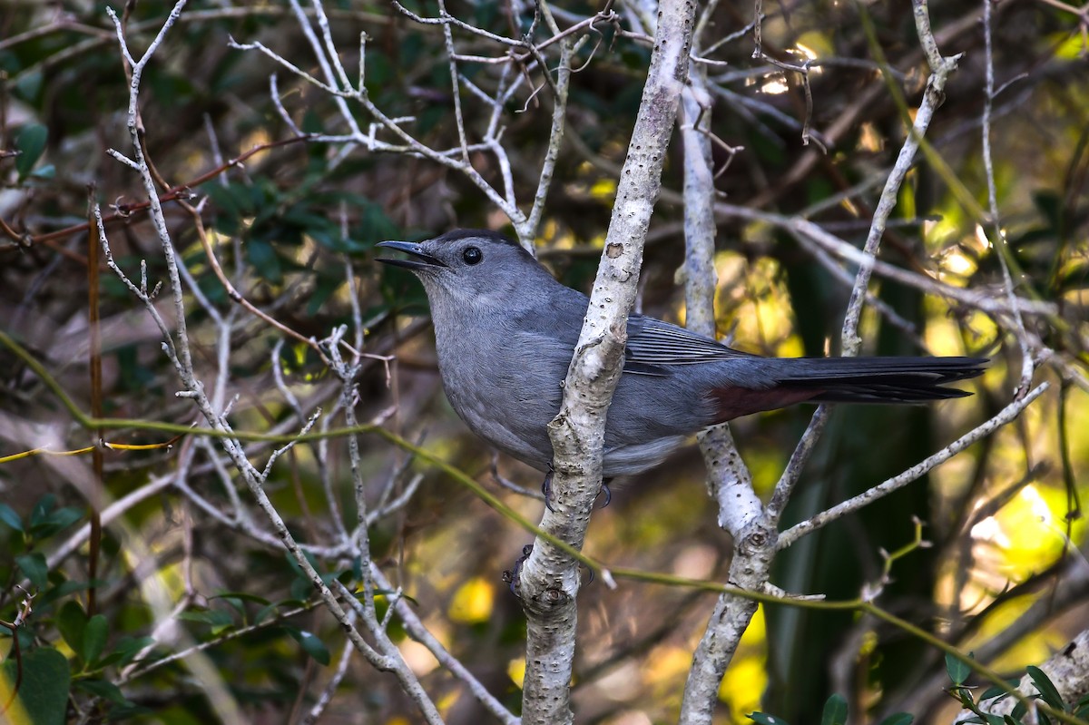 Gray Catbird - ML646022567