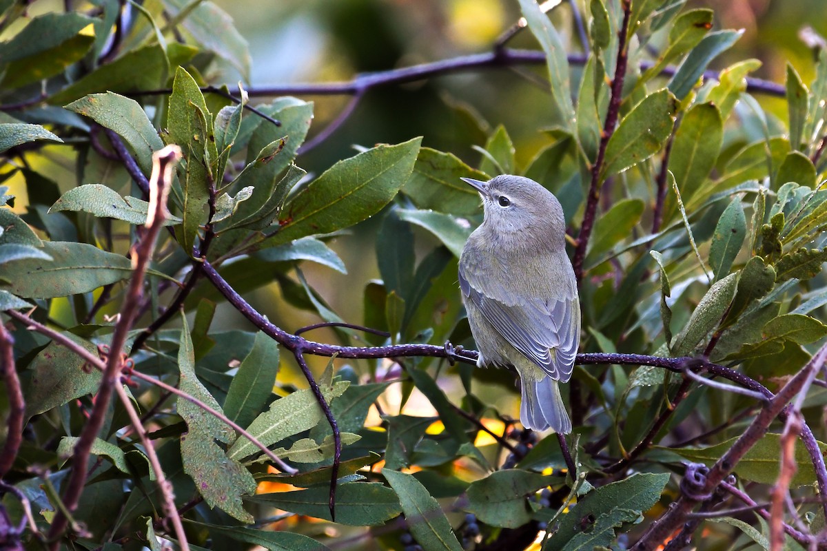Orange-crowned Warbler - ML646022573