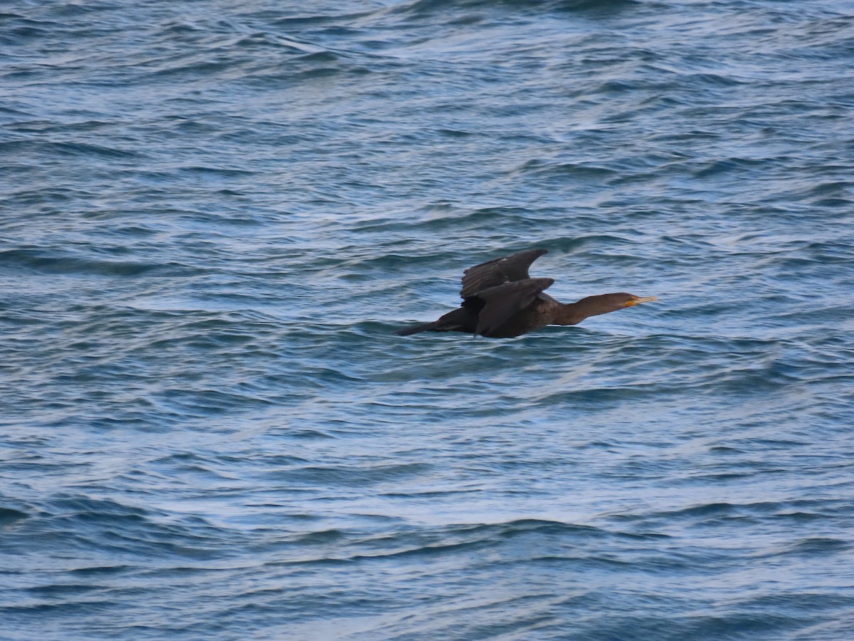Double-crested Cormorant - ML646022574