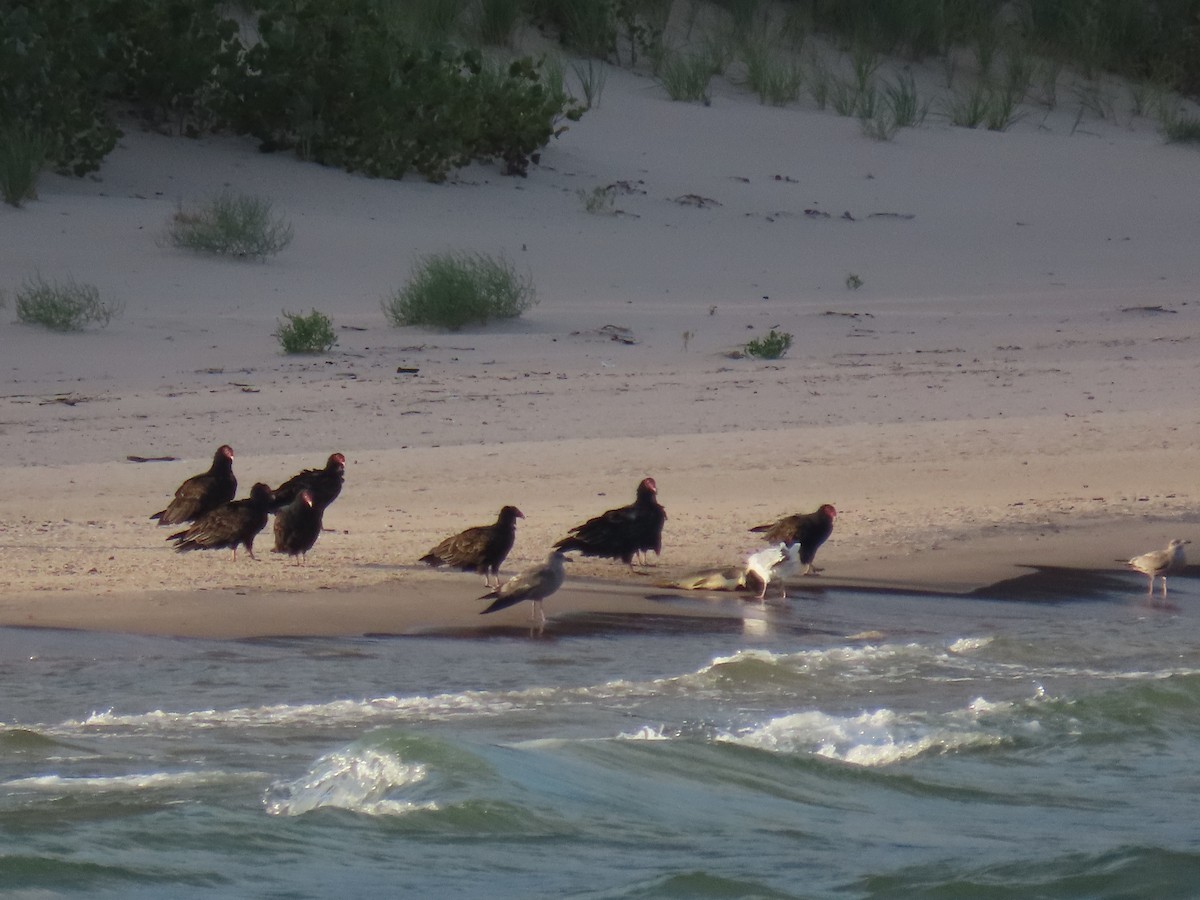 Turkey Vulture - ML646022582