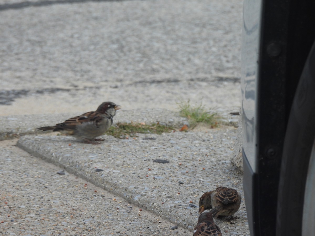 House Sparrow - ML646022590