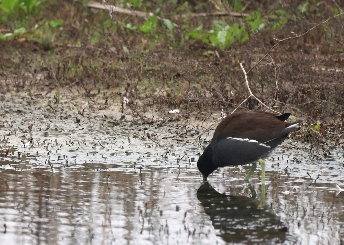 Common Gallinule - ML646022597