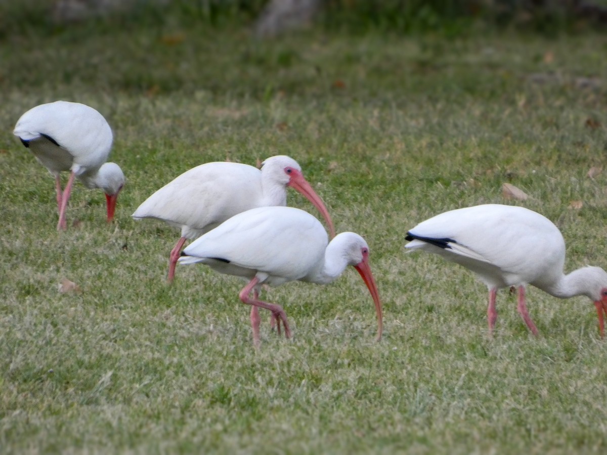 White Ibis - ML646022598