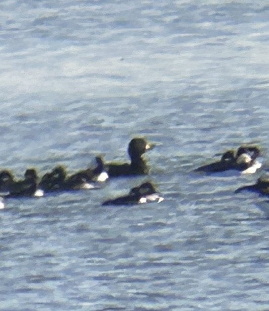 turpan žlutozobý - ML646022600