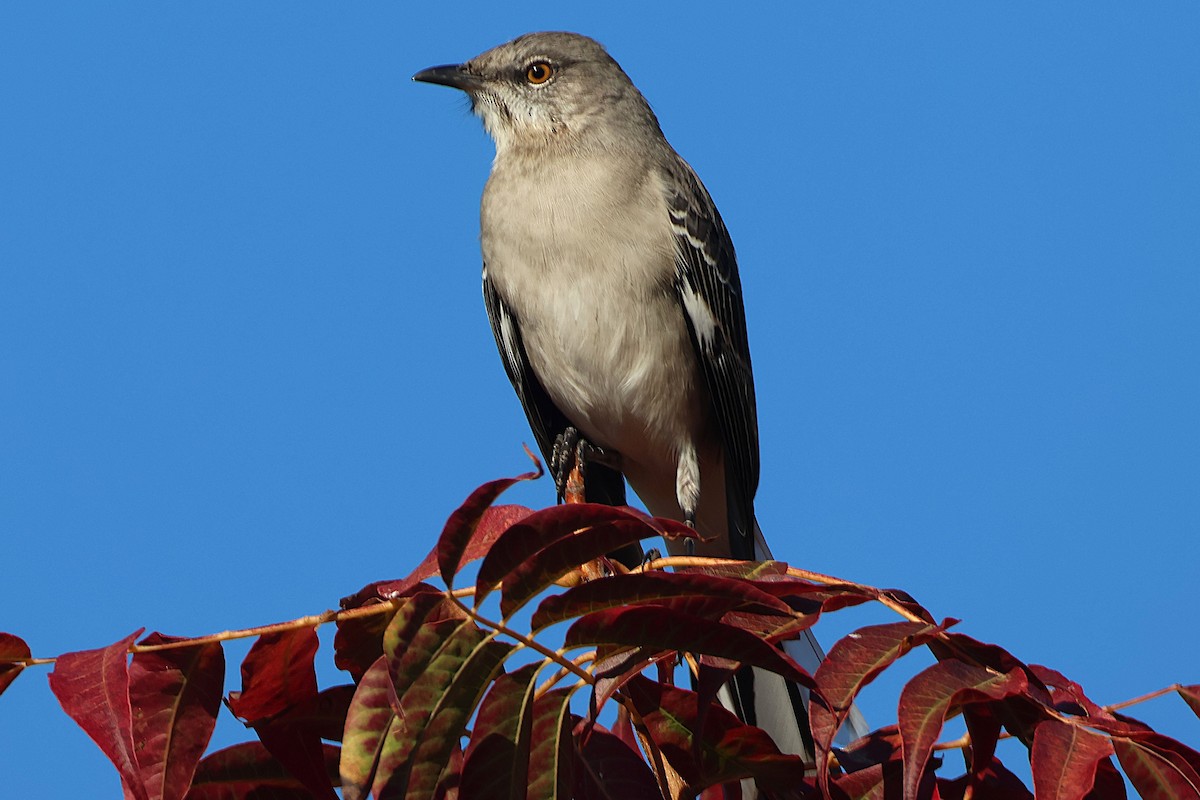 Sinsonte Norteño - ML646022615