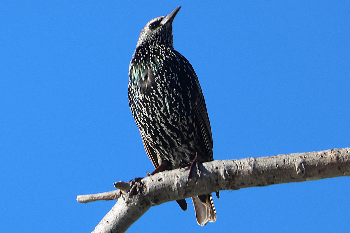 Sığırcık - ML646022631