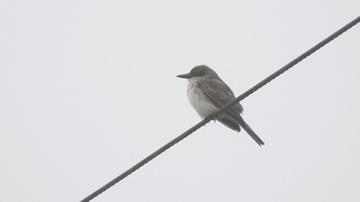 Тиран сірий - ML646022646