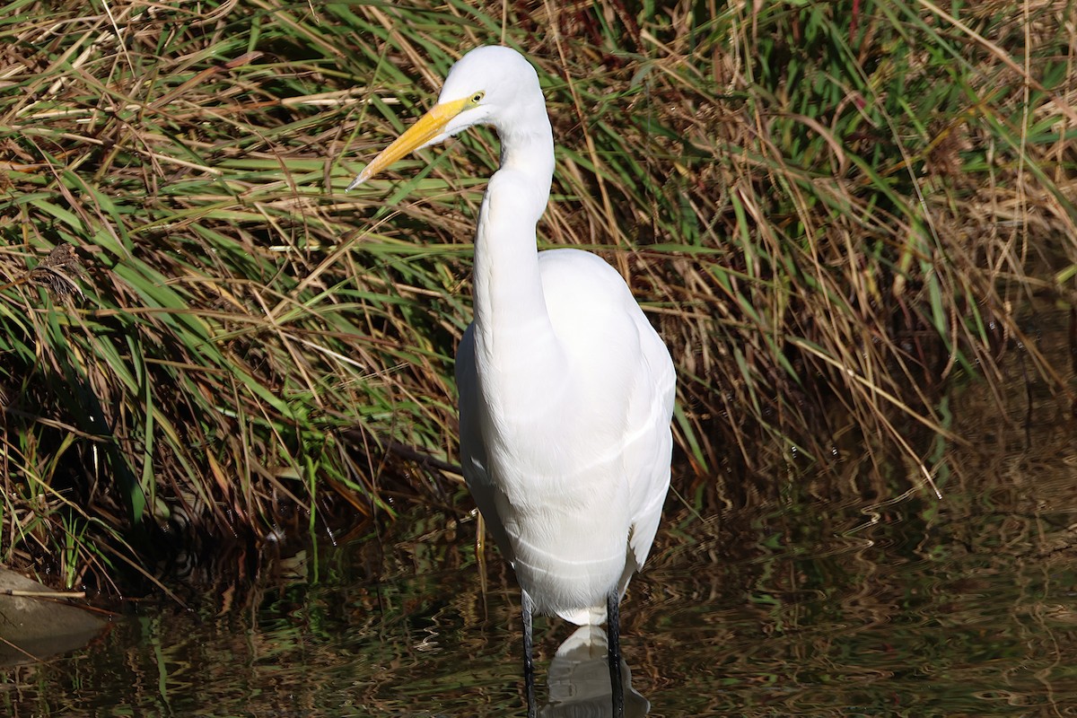 Garceta Grande - ML646022651