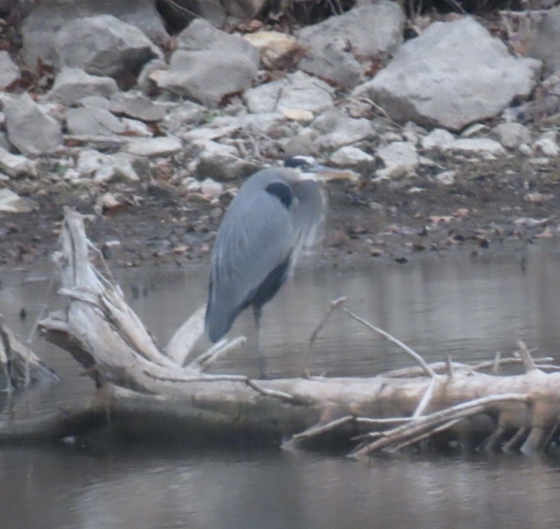 Great Blue Heron - ML646022656