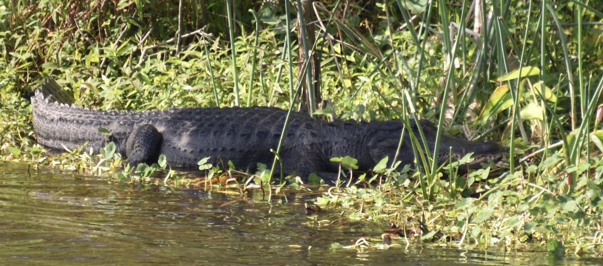 American Alligator - ML646022658
