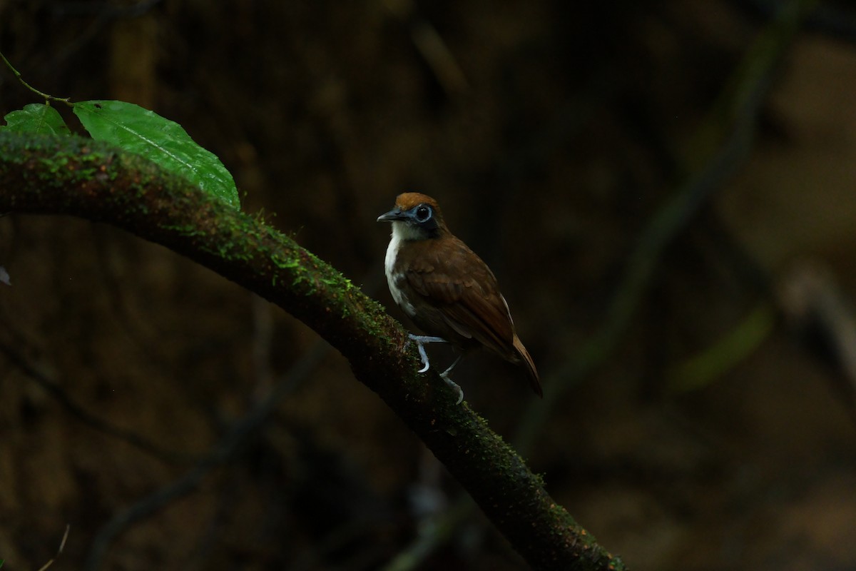 Bicolored Antbird - ML646022662