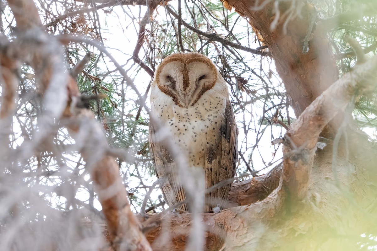 American Barn Owl (American) - ML646022665