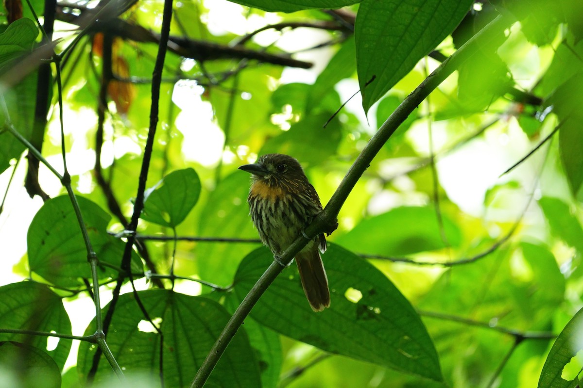 White-whiskered Puffbird - ML646022666