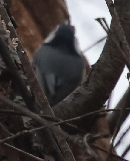 Sittelle à poitrine blanche - ML646022669