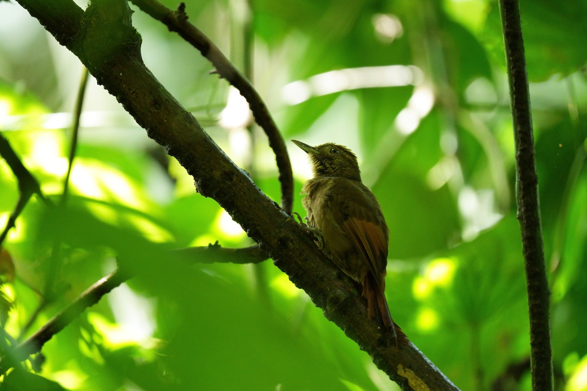 Hellschwingen-Baumsteiger - ML646022670