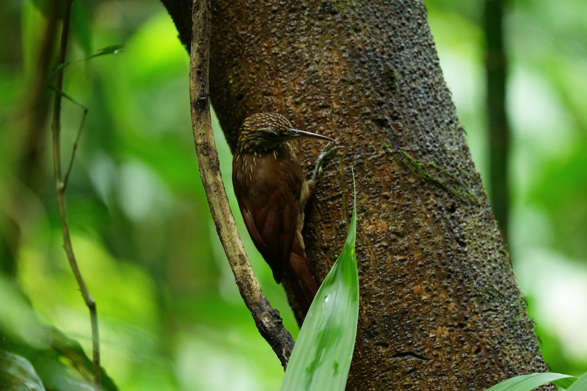 Cocoa Woodcreeper - ML646022674