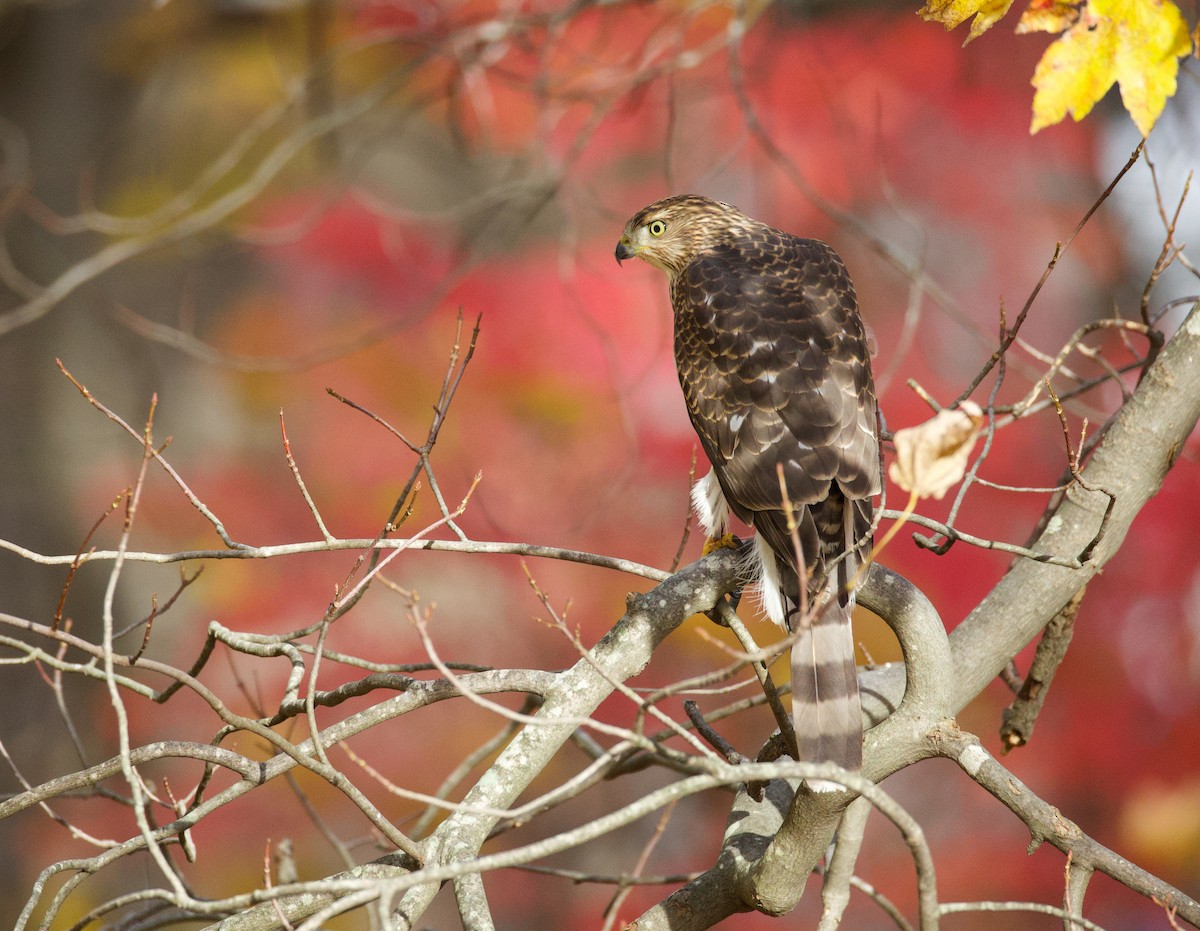 Cooper's Hawk - ML646022678