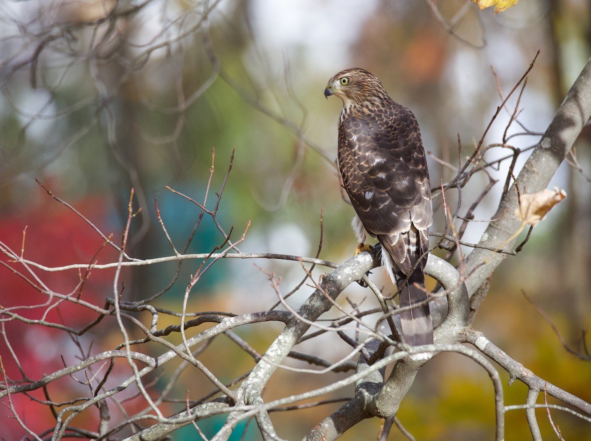 Cooper's Hawk - ML646022679