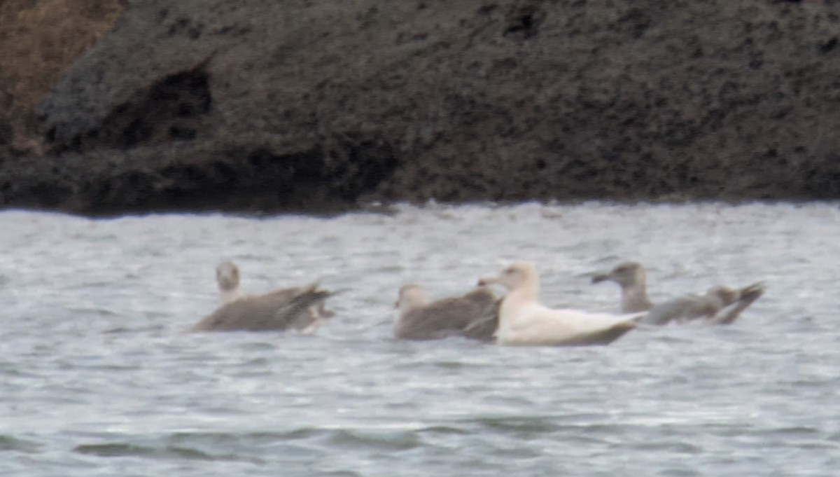 Glaucous Gull - ML646022686